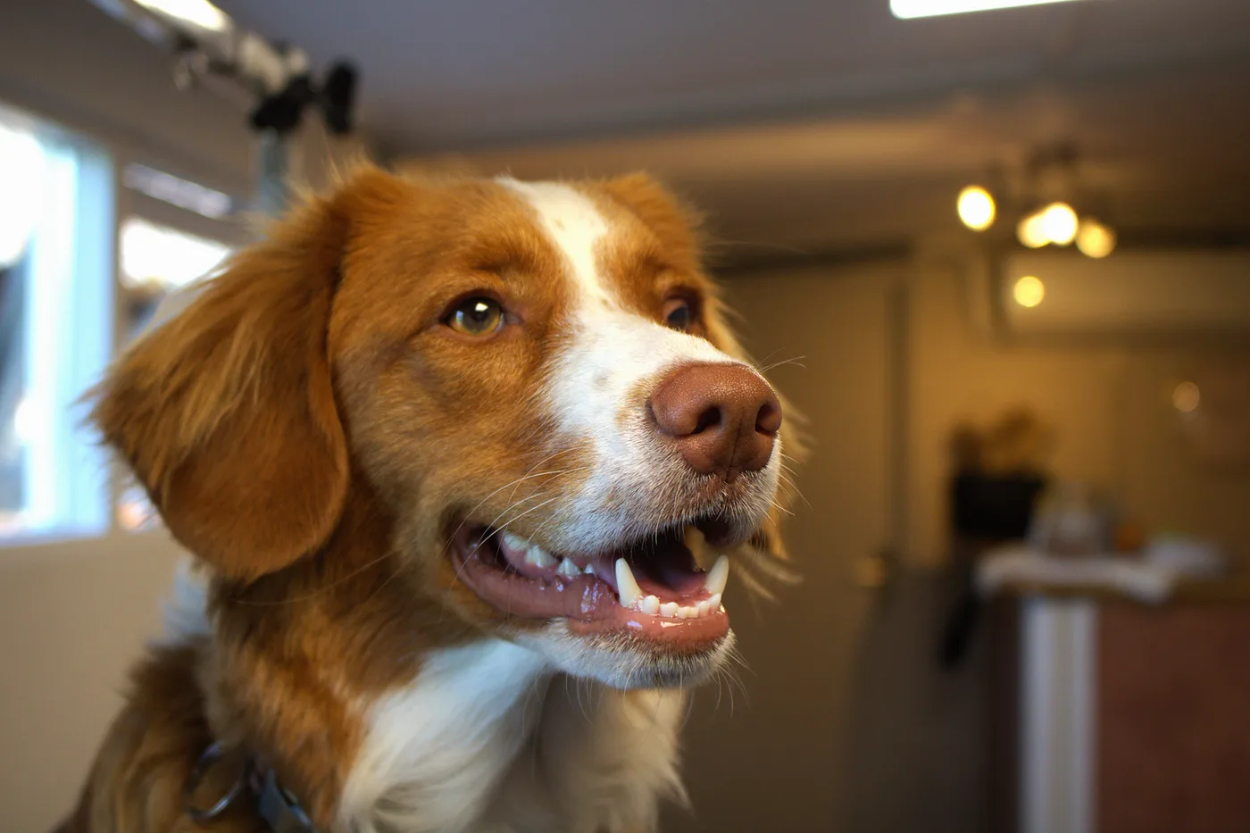 Hond op de trimtafel bij BestBuddy