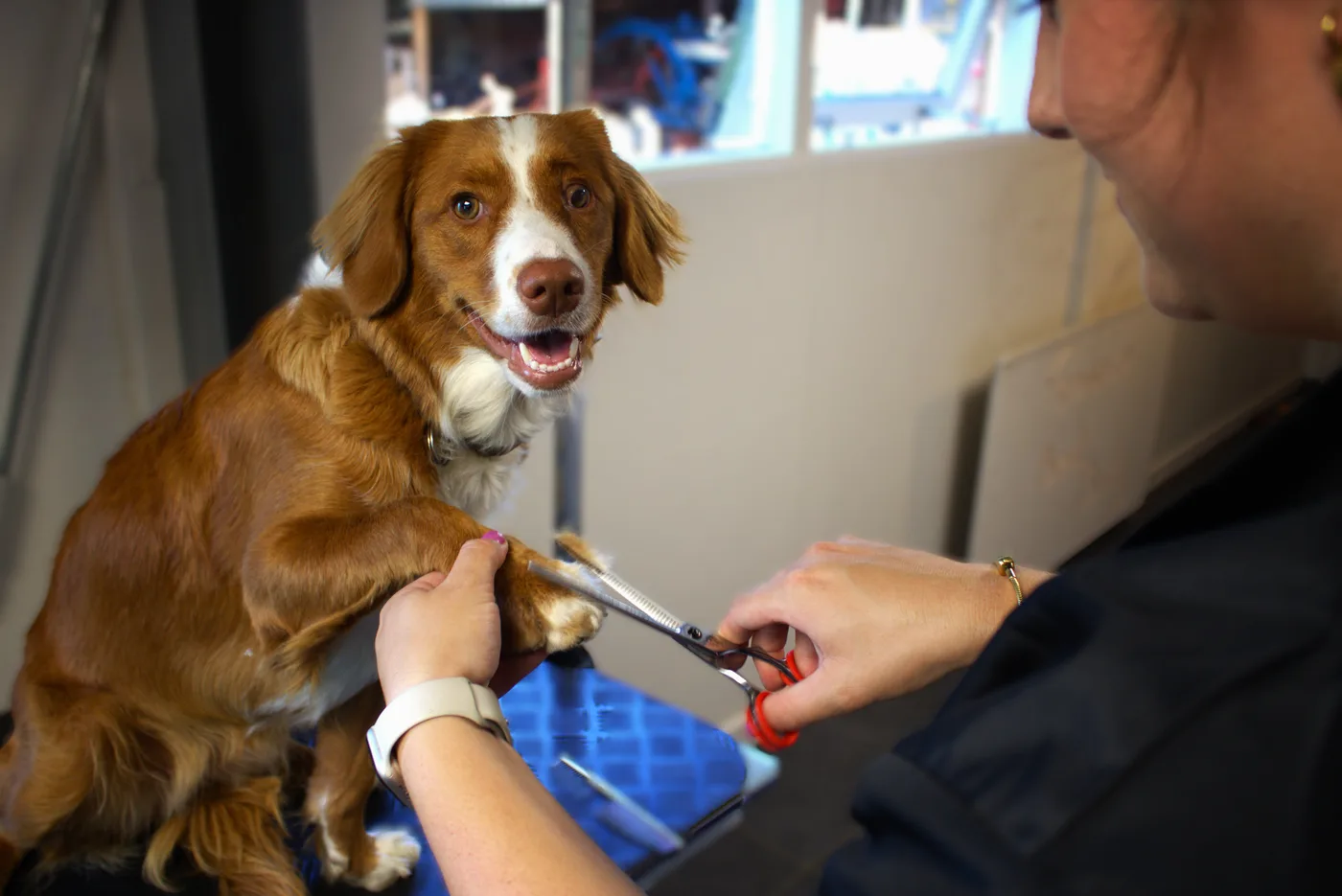Hond bij Trimsalon BestBuddy