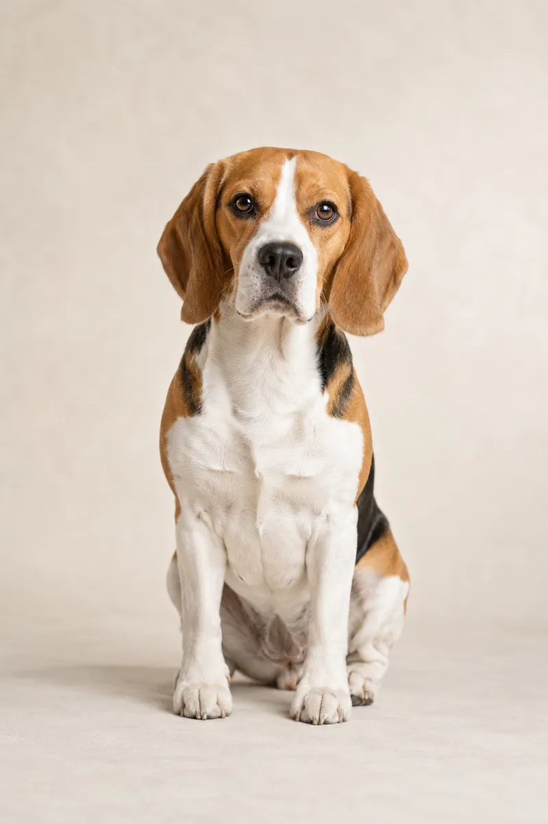Hond met korte gladde vacht