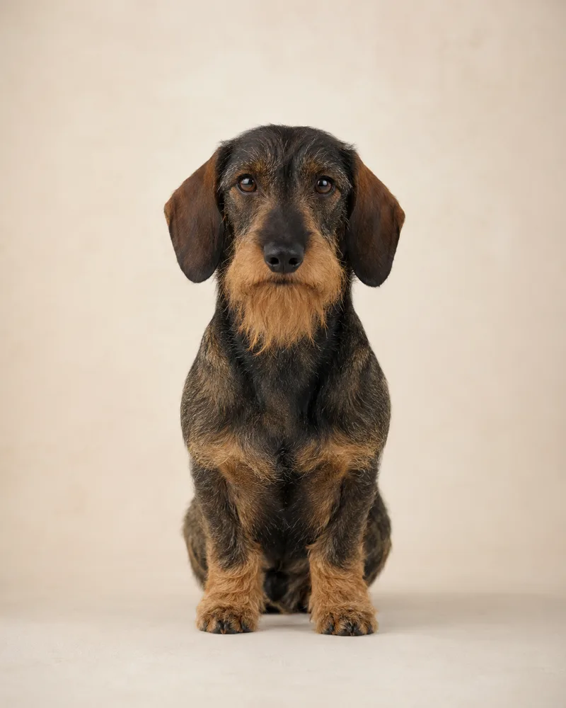 Hond met ruwharige draadvacht